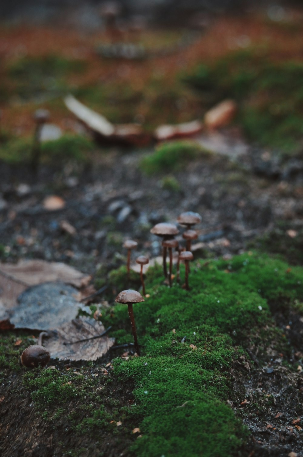 mushrooms growing in a mossy area