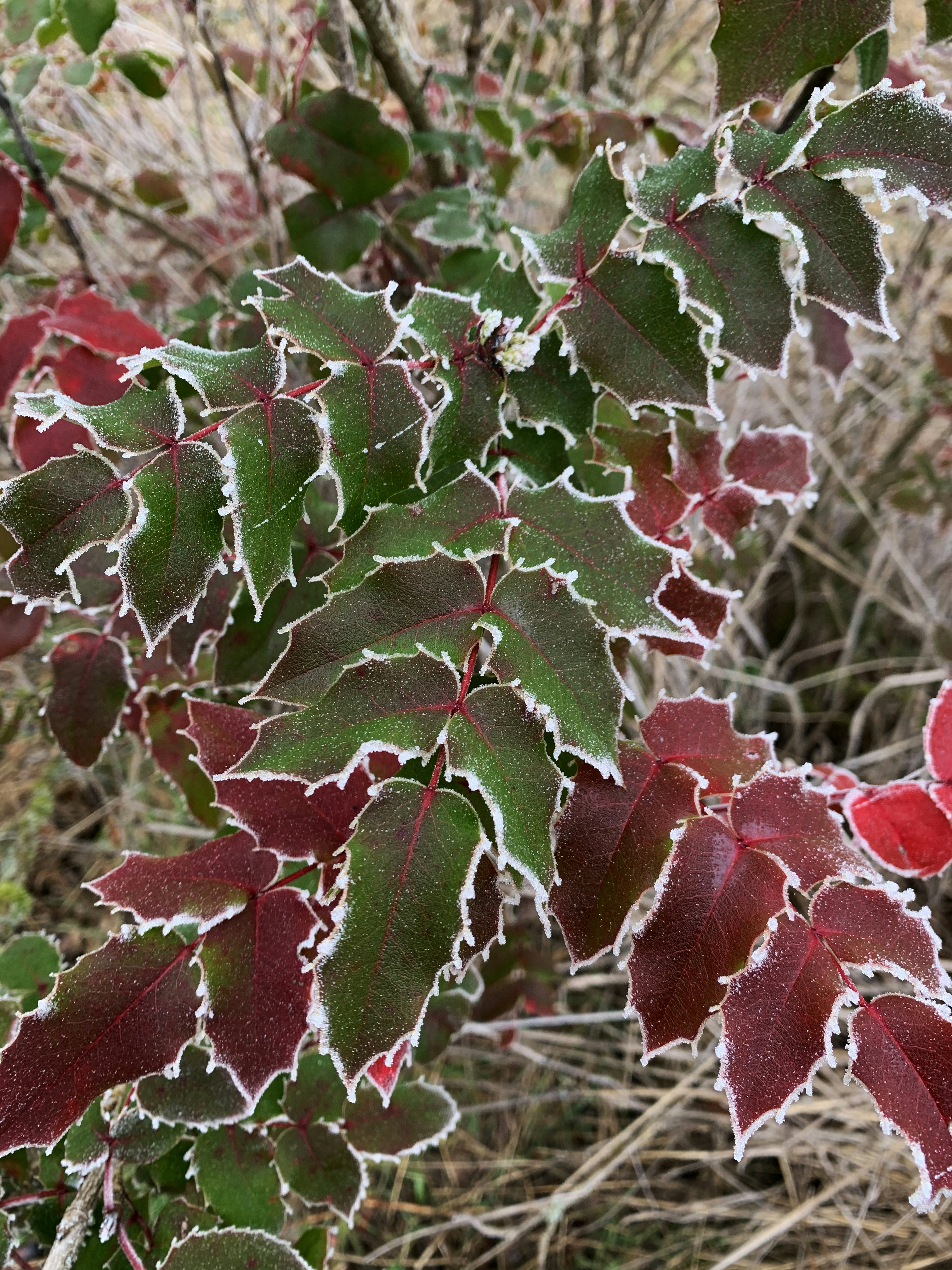 Weihnachtstauwetter 2023: Eine milde und nasse Witterungsperiode
