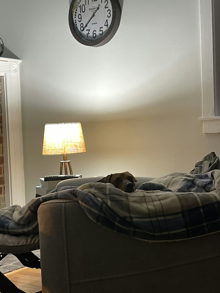 Comfy Dog Bed