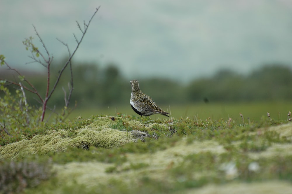 a bird sitting on a mossy rock