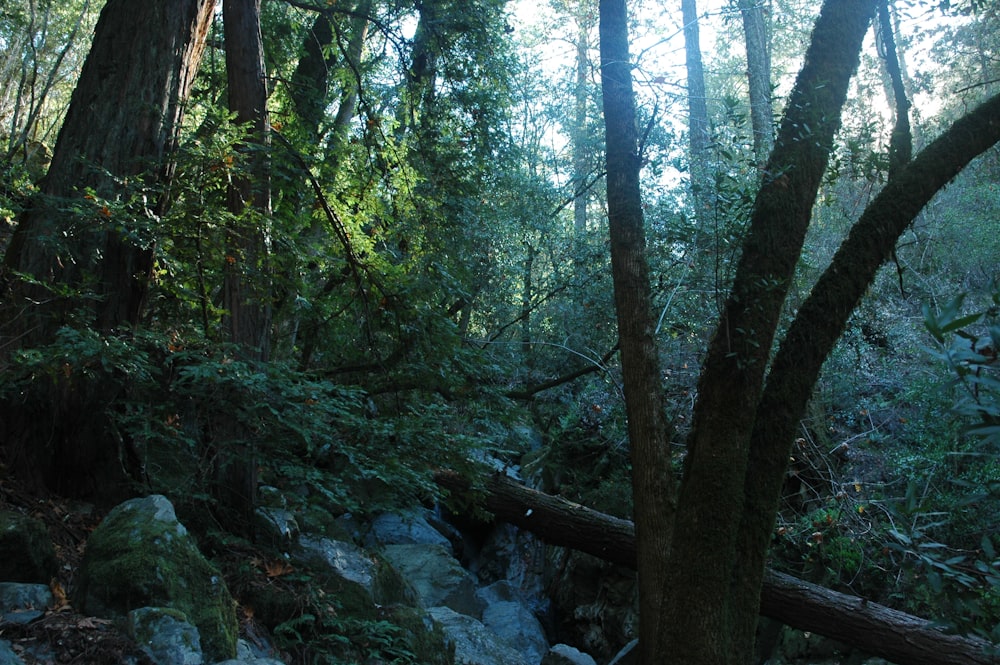 a forest with trees