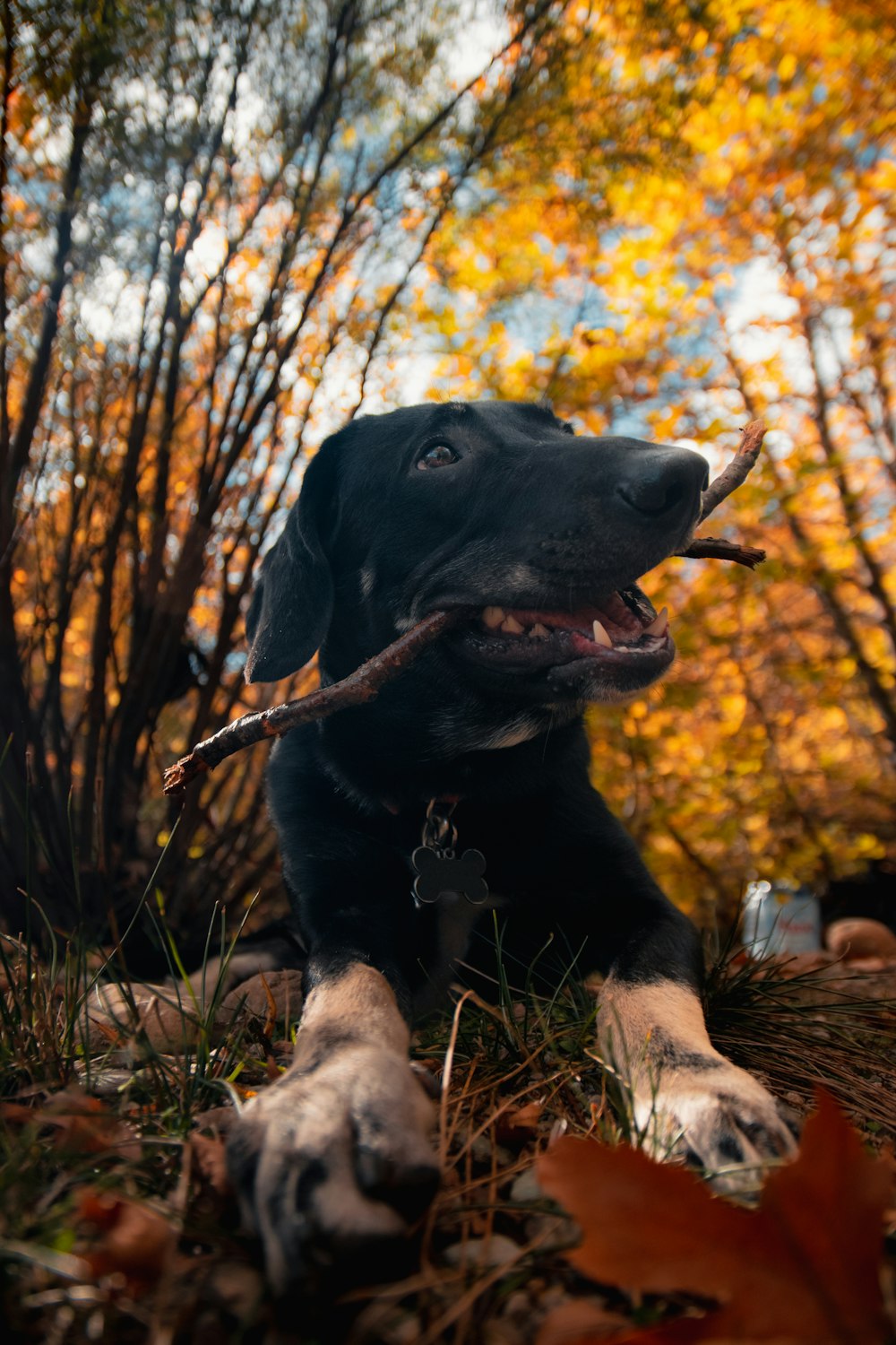 a dog with a stick in its mouth in a forest