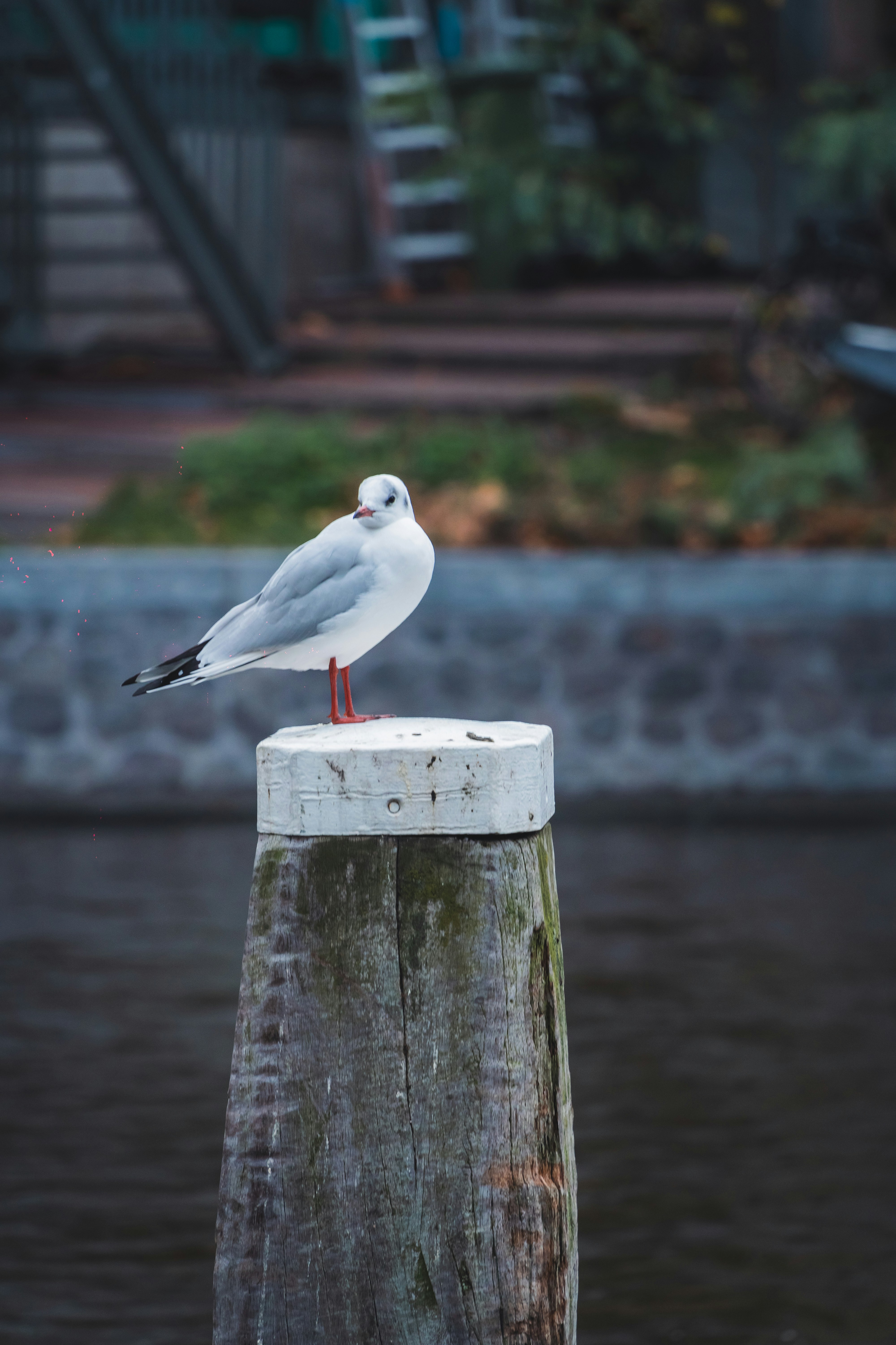 Photo by __evanyang__