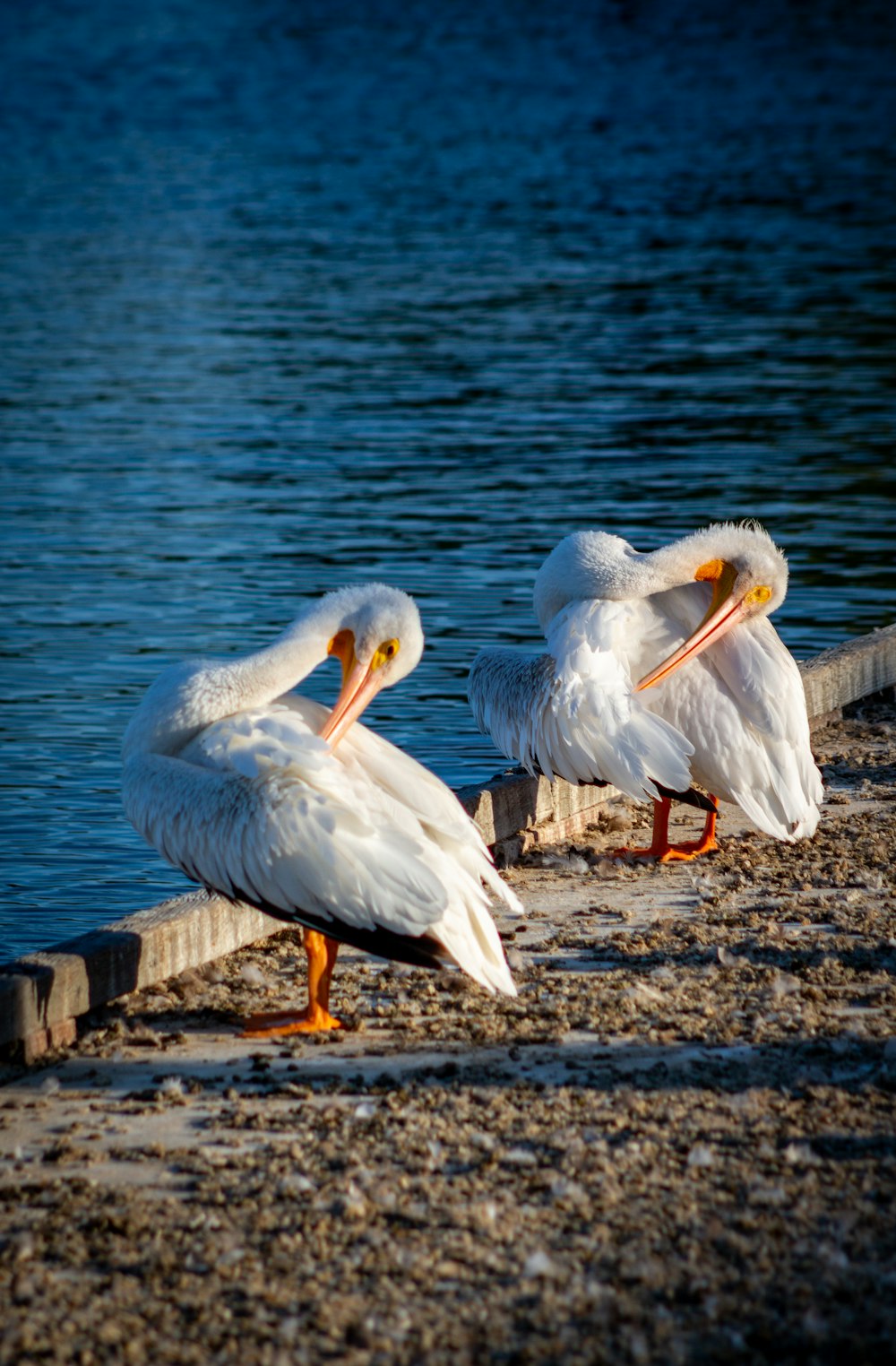 Un grupo de pájaros se sienta en un muelle