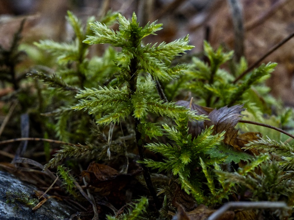 a close-up of a green plant