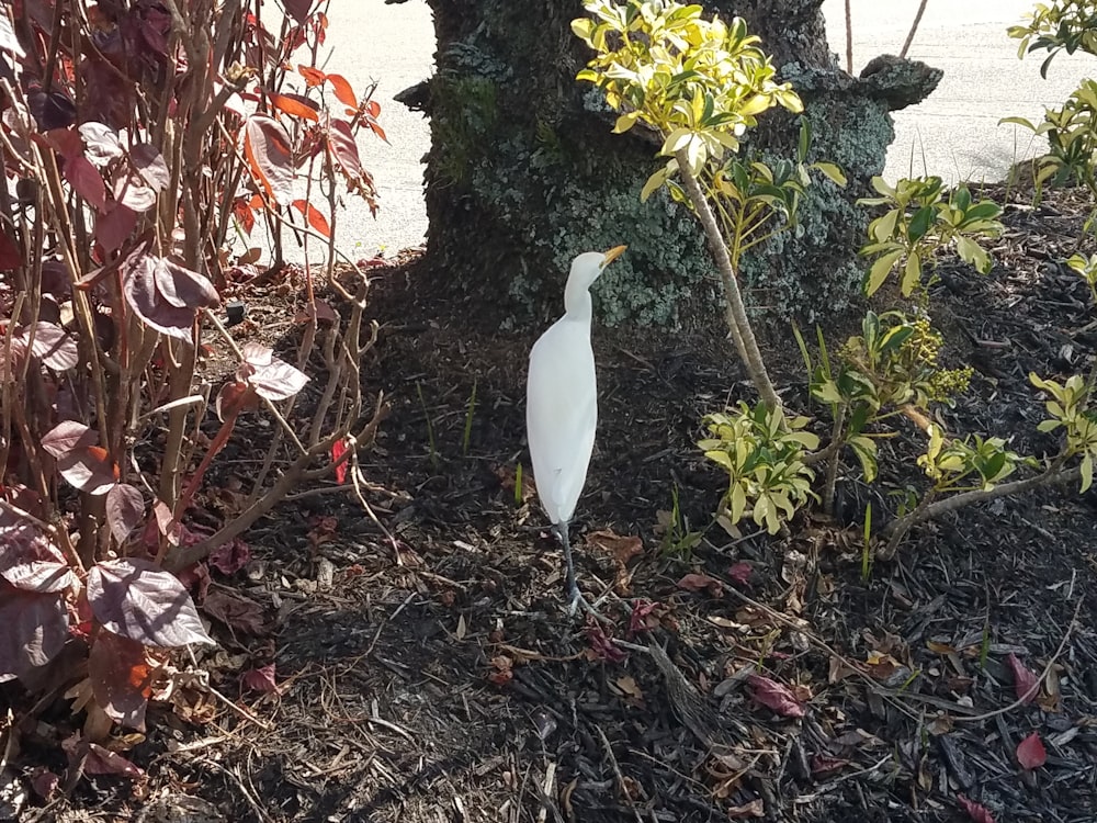 a white bird standing in a garden