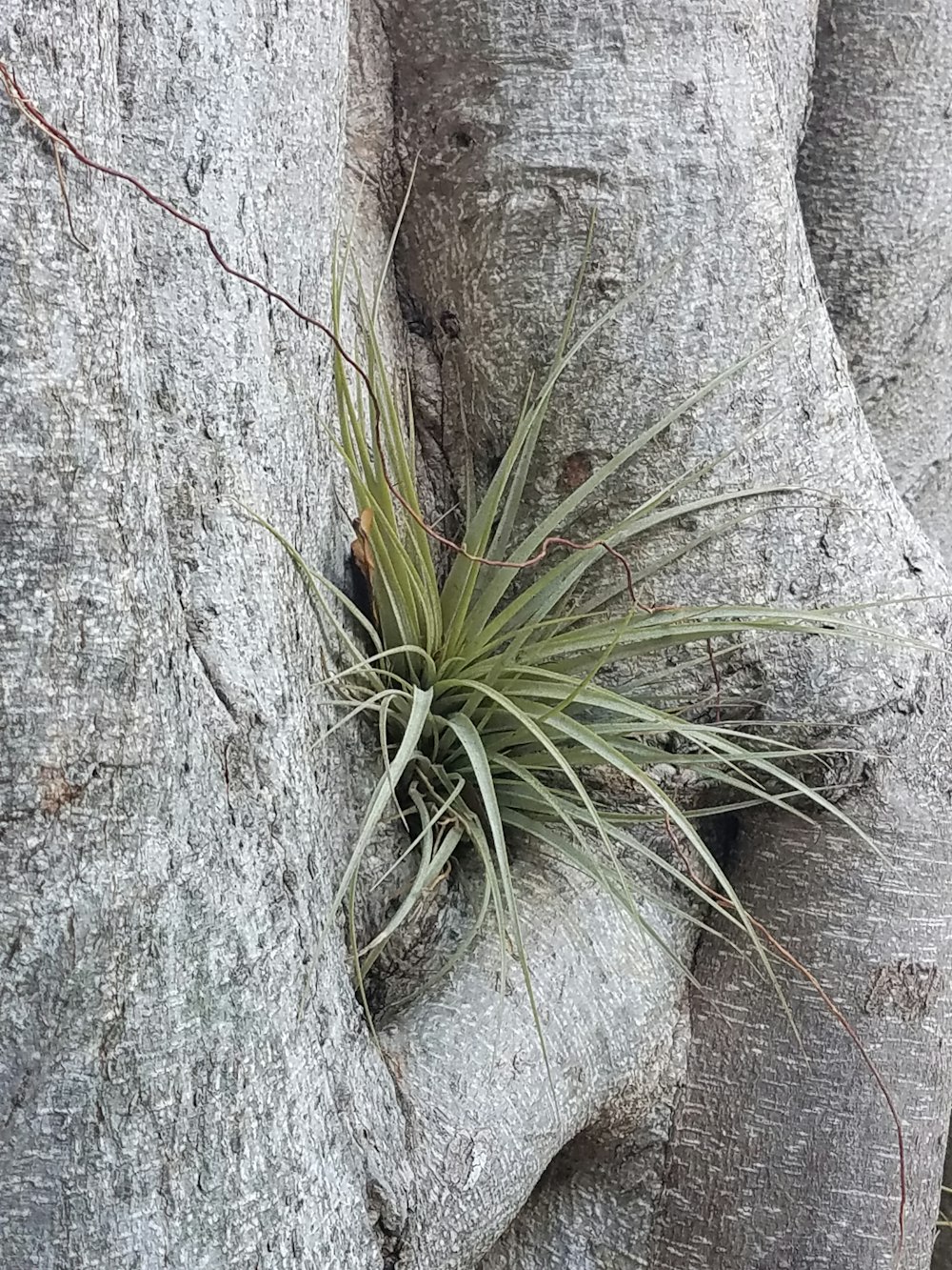 a plant growing out of a tree