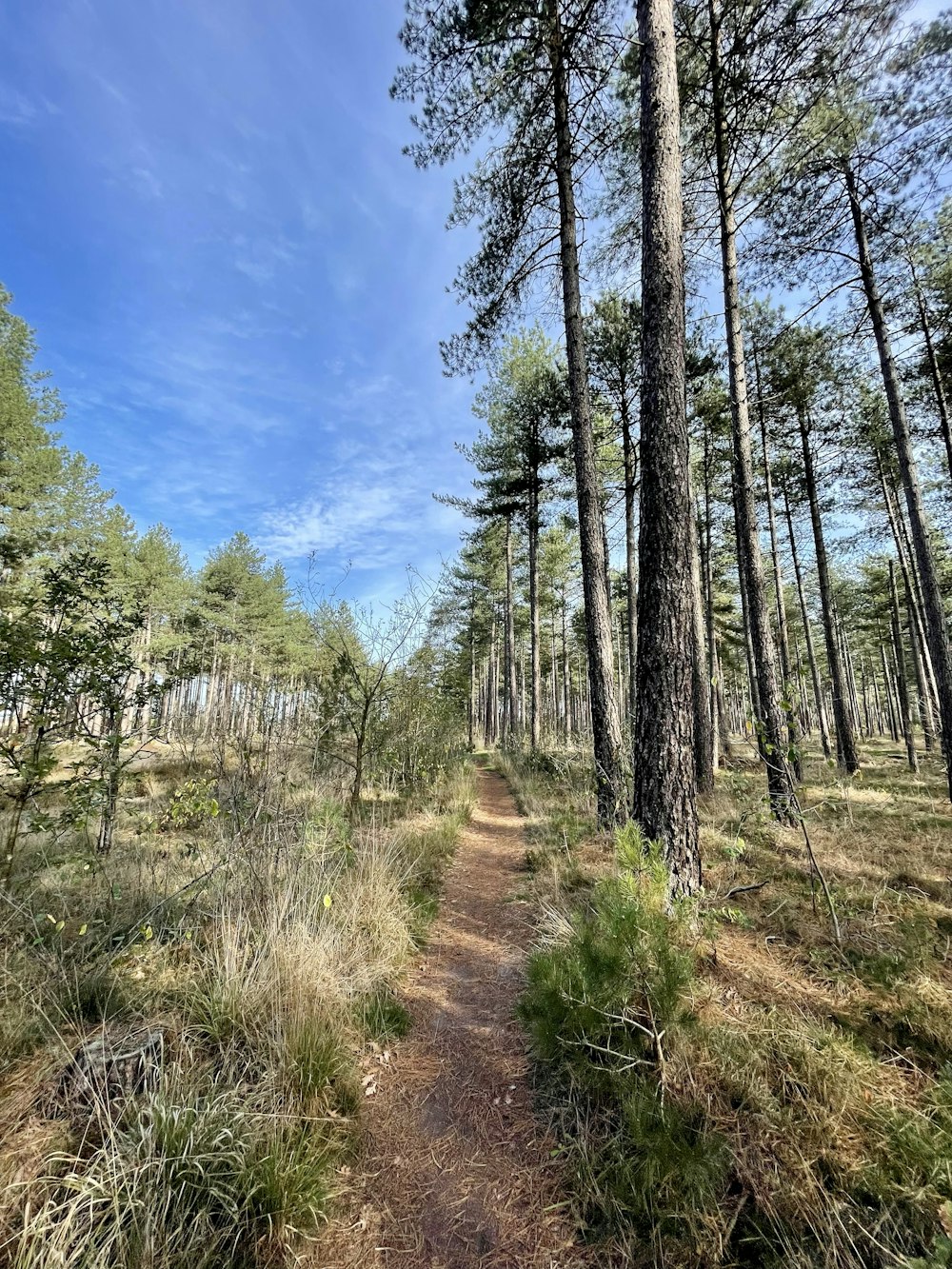 a dirt path through a forest