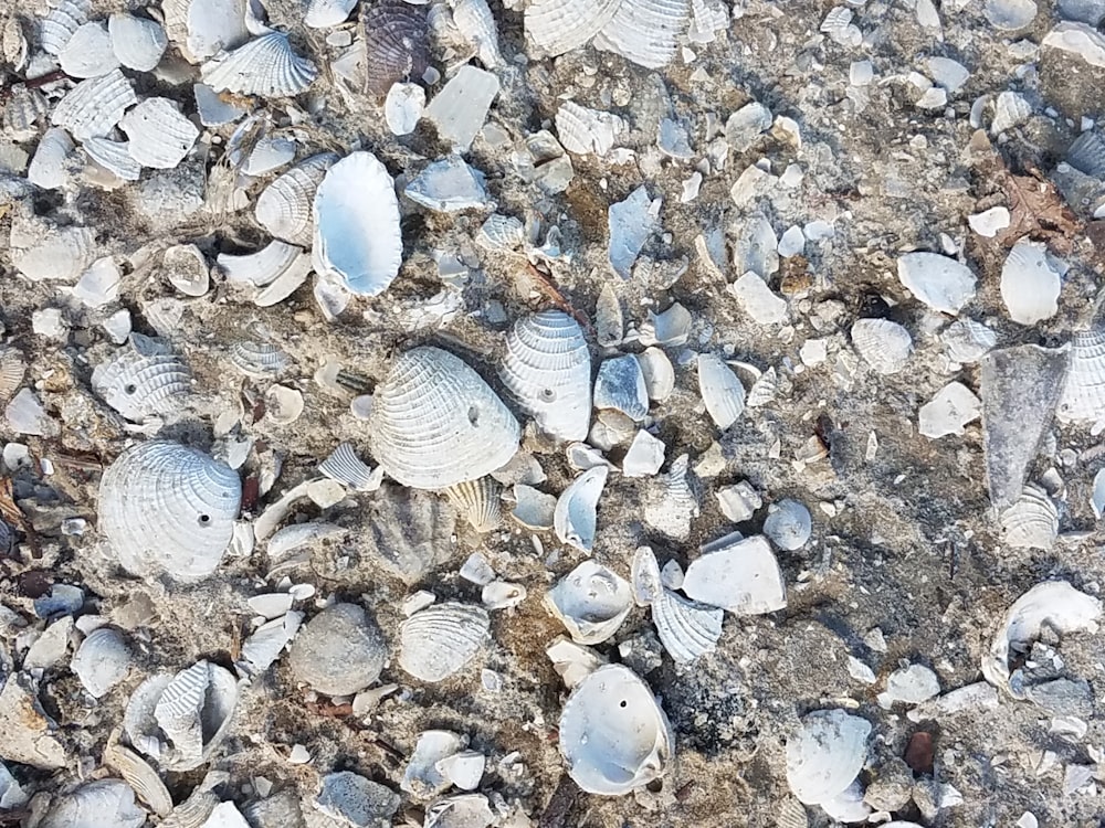 a group of shells on a beach