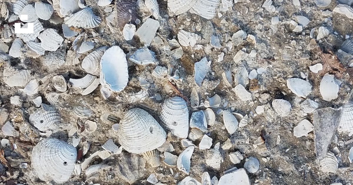 A group of shells on a beach photo – Free Wallpaper 4k Image on Unsplash