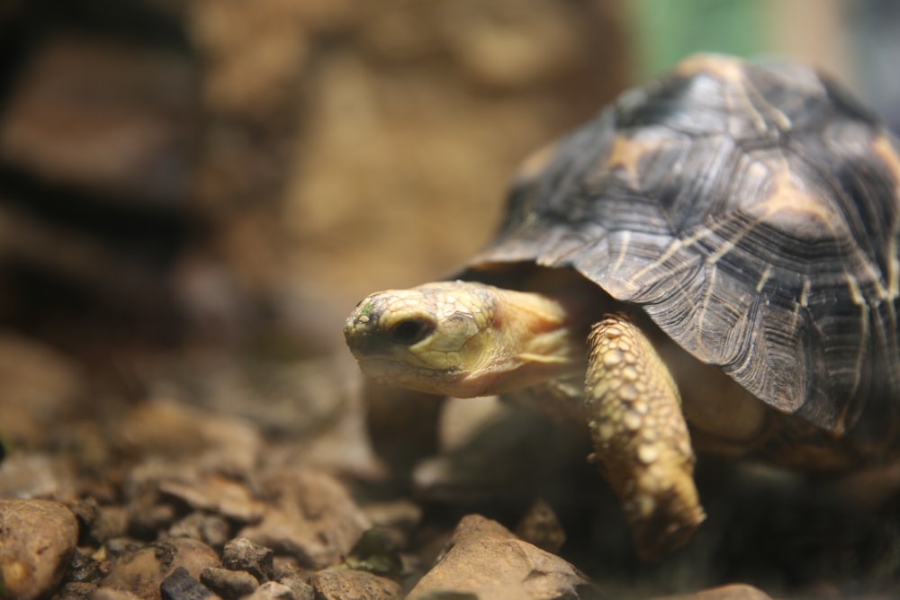 a turtle walking on the ground