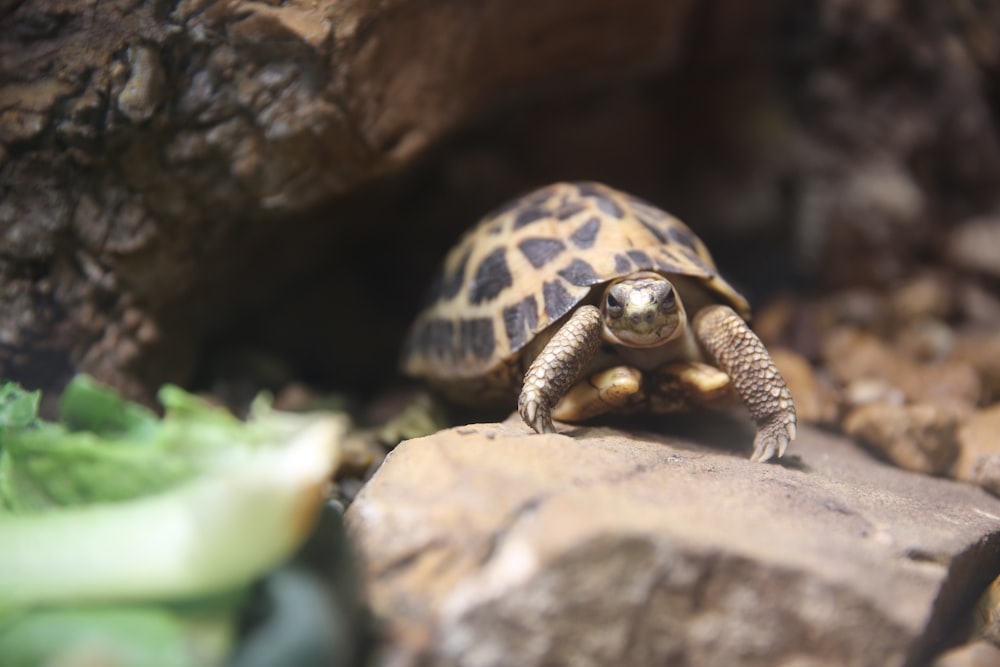 a turtle on a rock