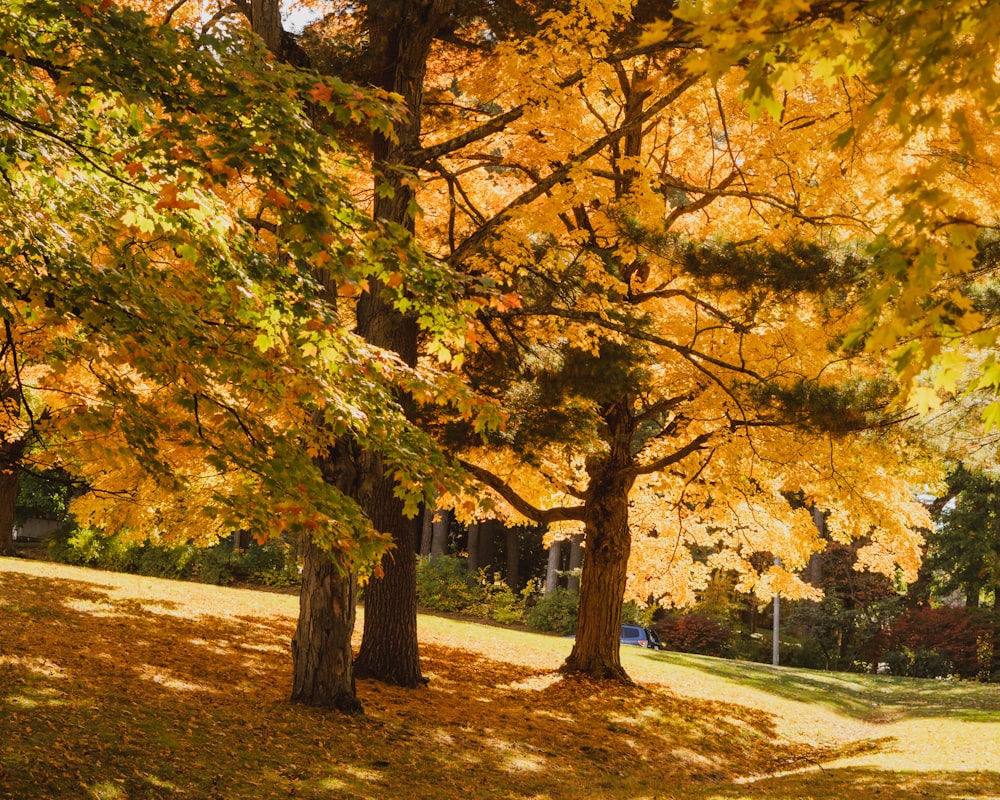 a group of trees with yellow leaves