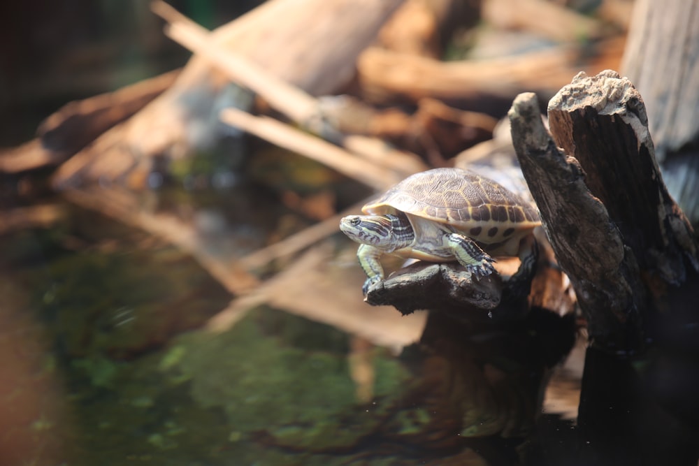 a group of turtles on a log