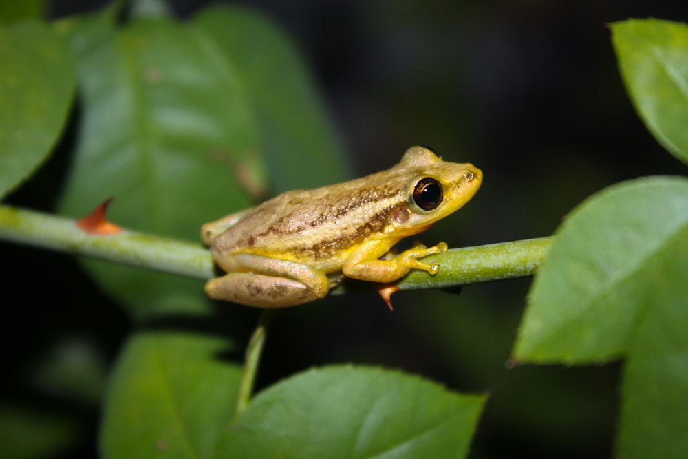 a frog on a leaf