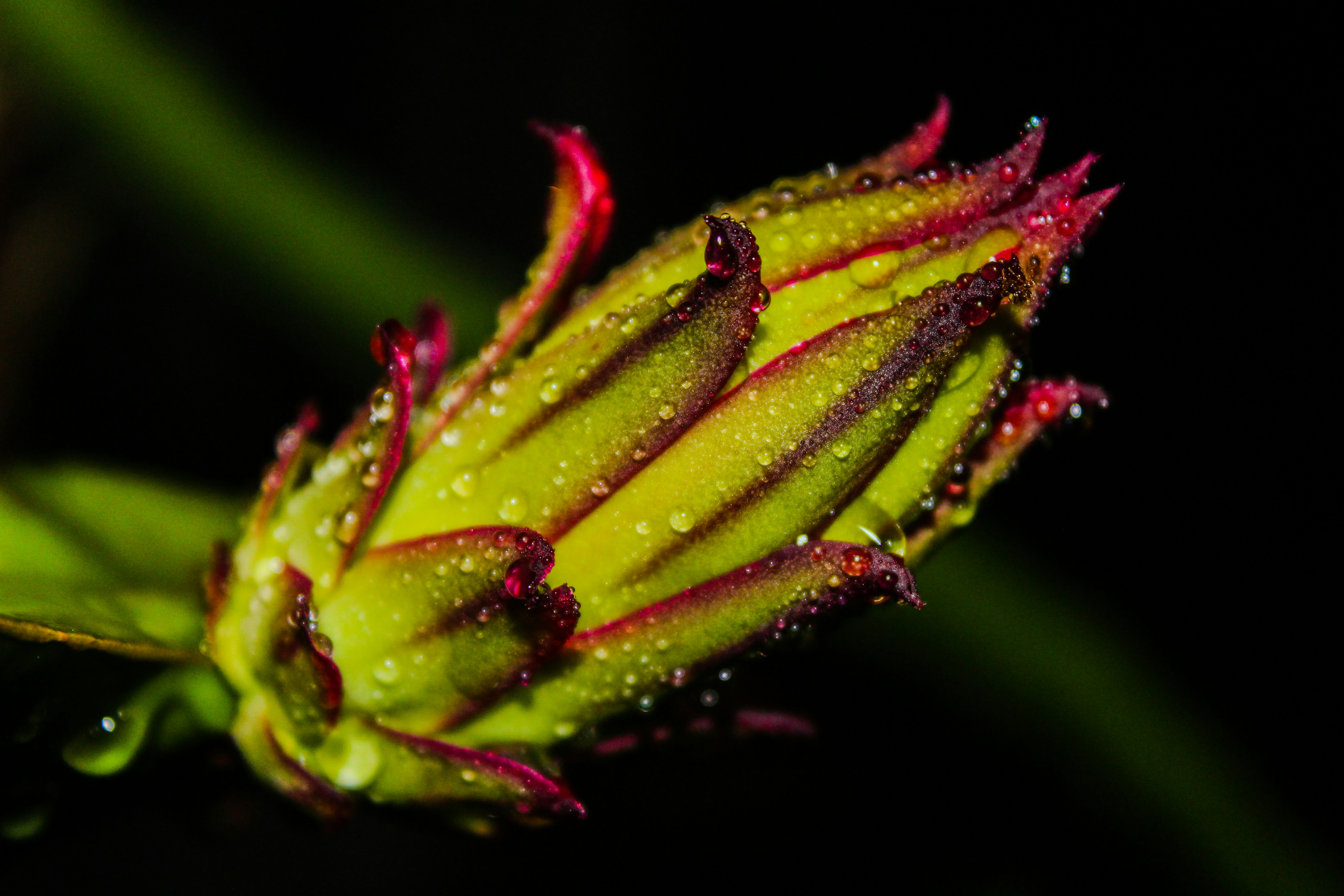 Photo by throwingjungle