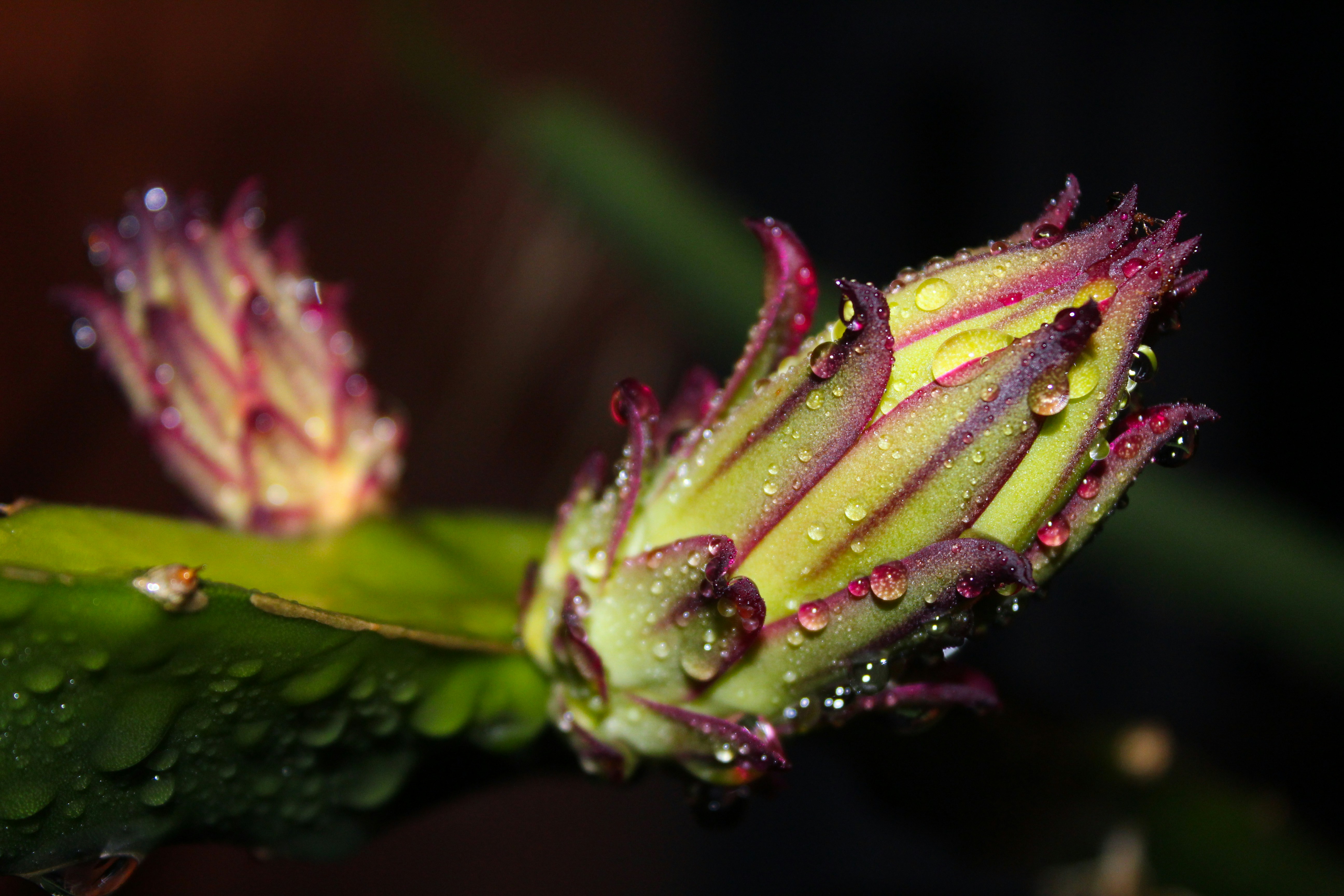 Photo by throwingjungle