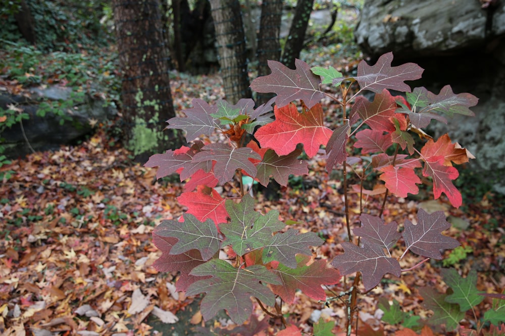 a group of leaves on the ground