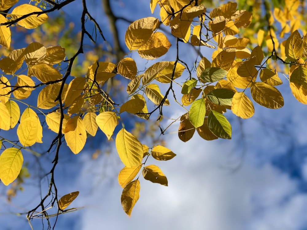 un albero con foglie gialle