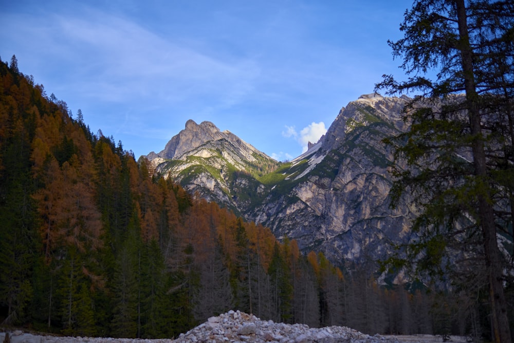 a mountain with trees and snow