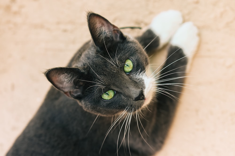 Un gato con una flor en la cabeza