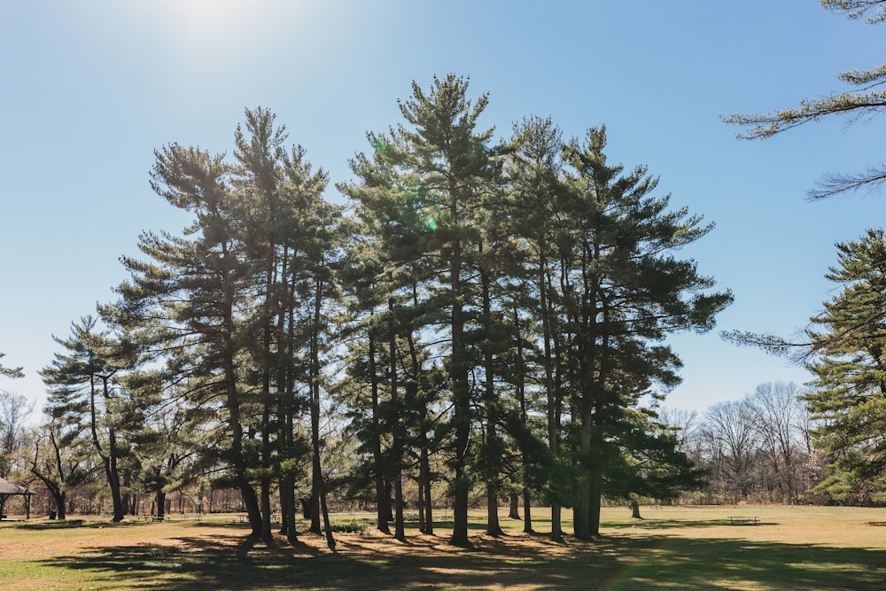 a group of trees