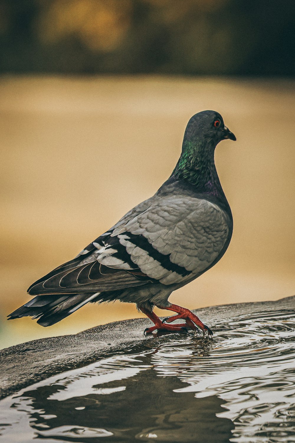 a pigeon standing on a wet surface
