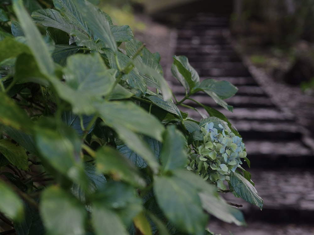 a plant with green leaves