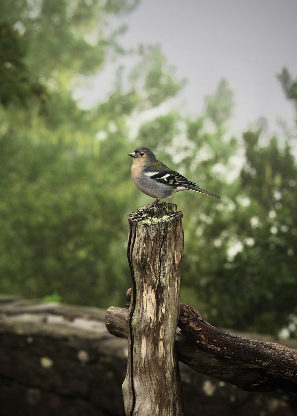 a bird perched on a tree stump