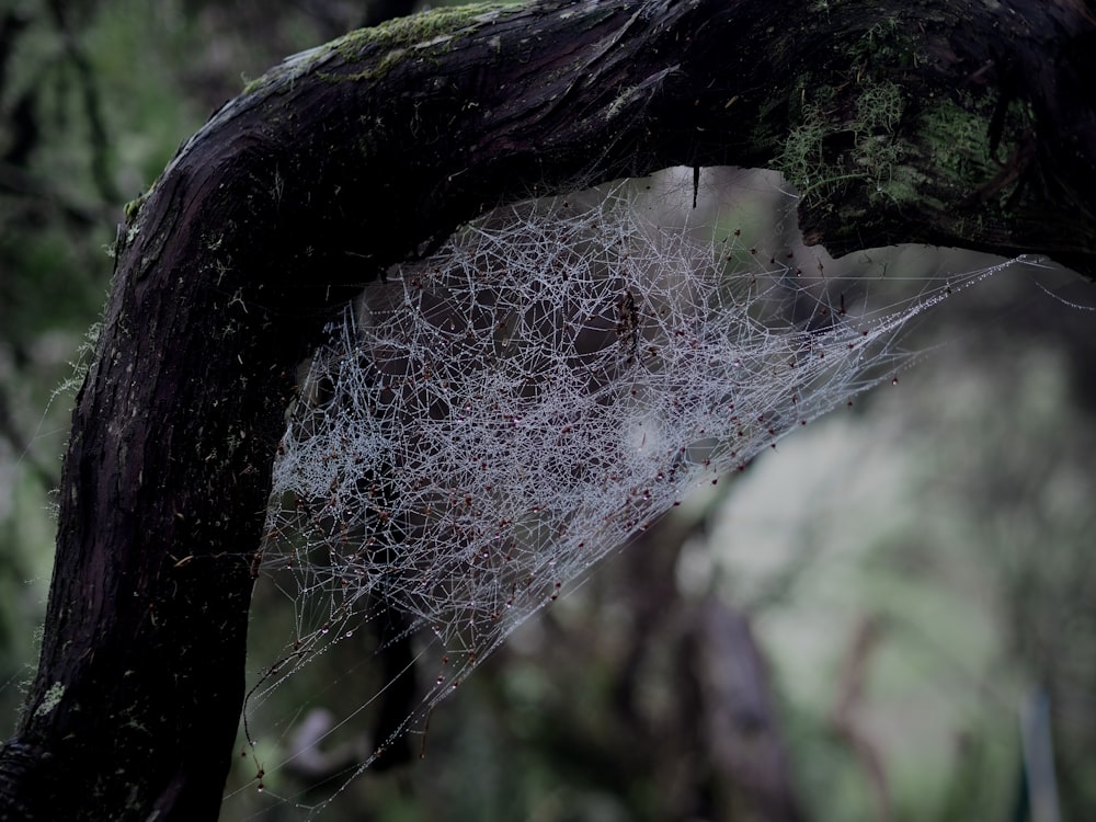 a spider web in a tree