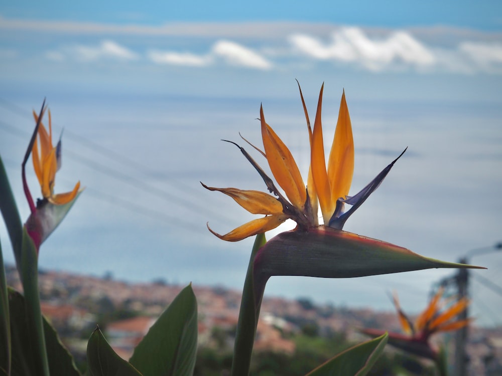 a close-up of a flower