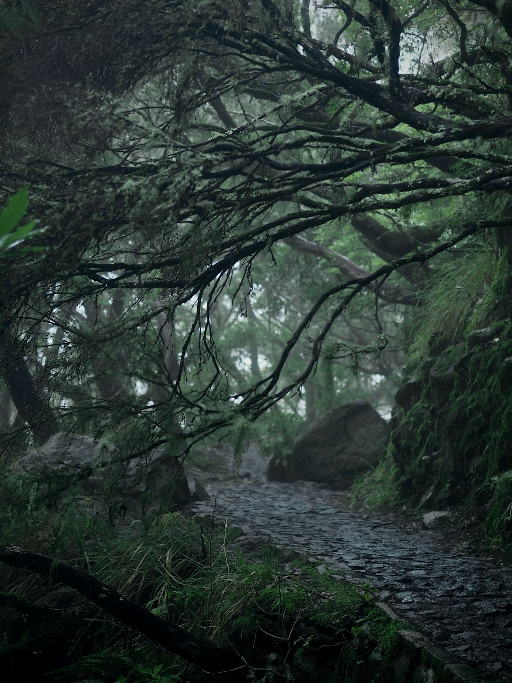 a river in a forest