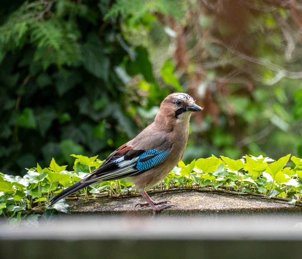 a bird standing on a ledge