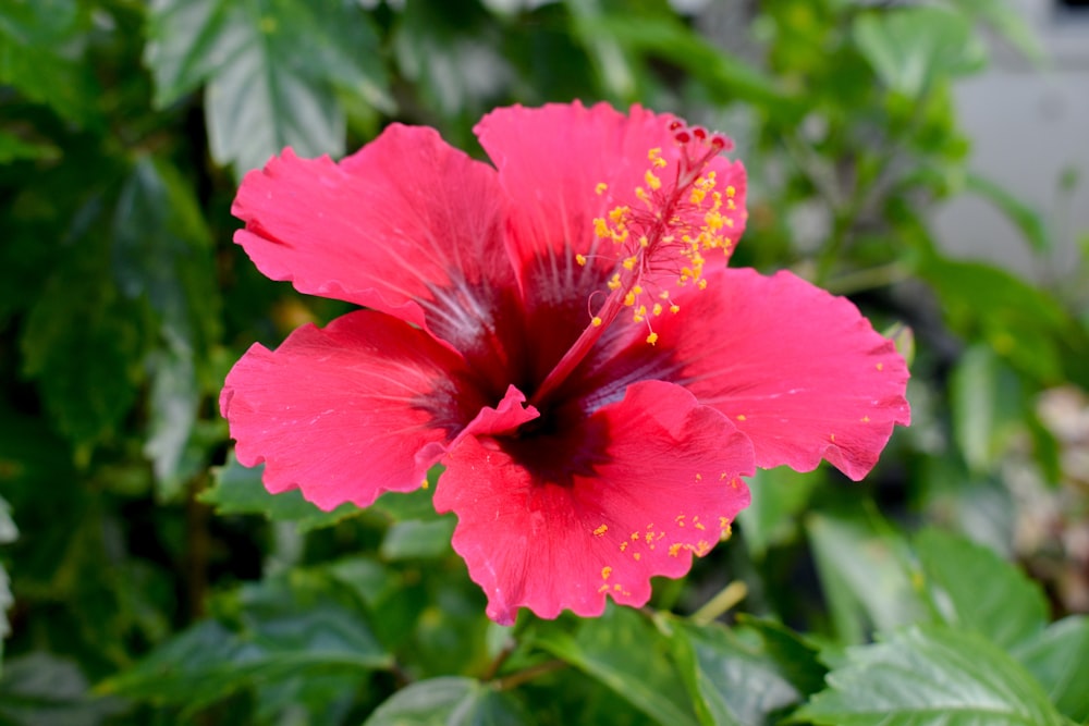 a pink flower with green leaves