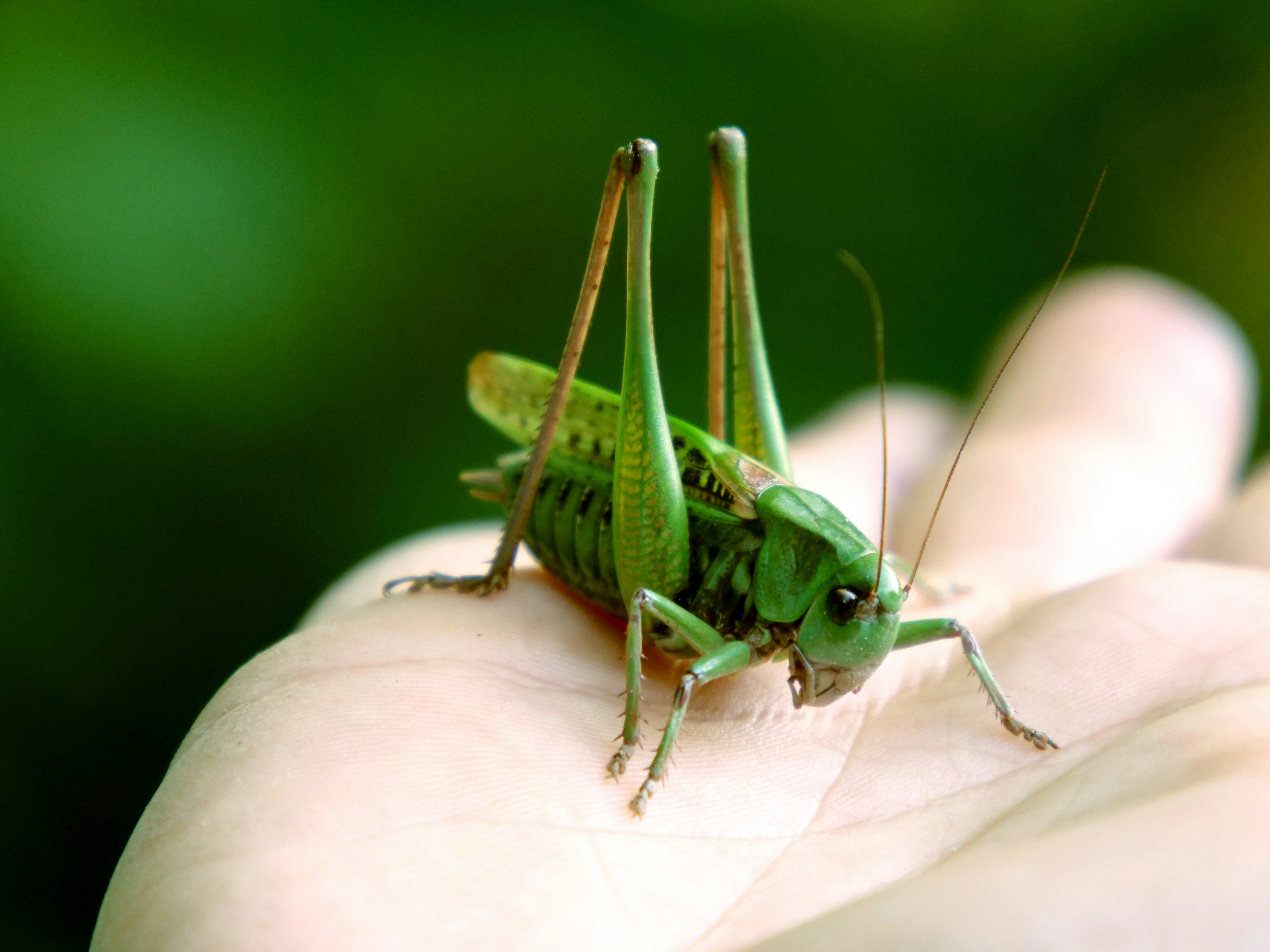a green insect on a person's finger