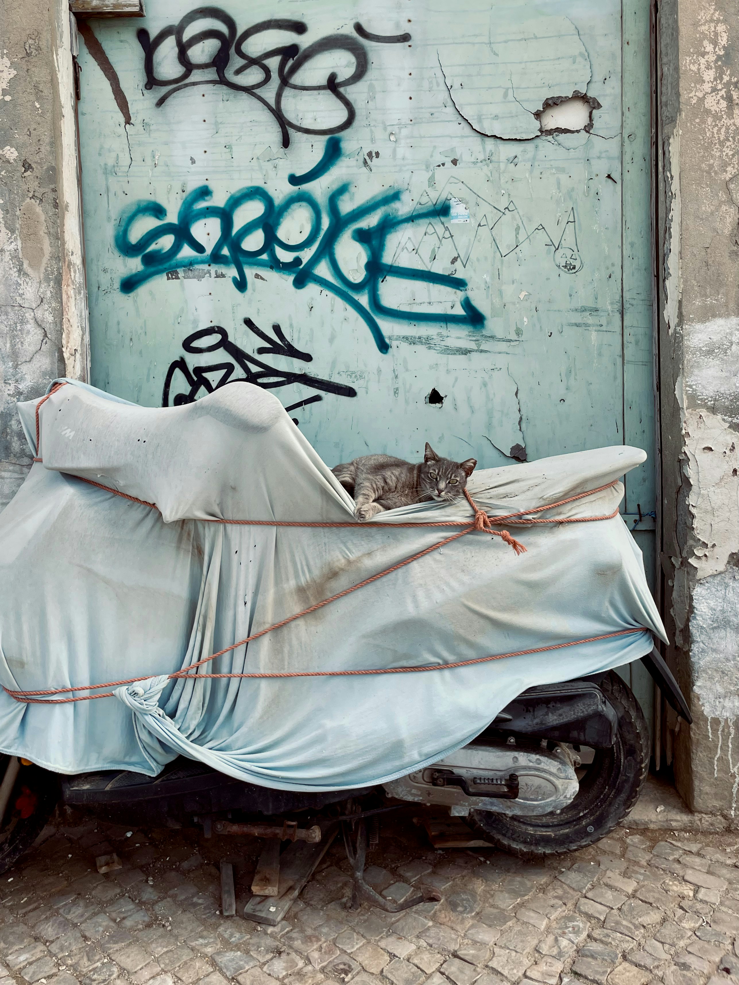 a cat lying on a car