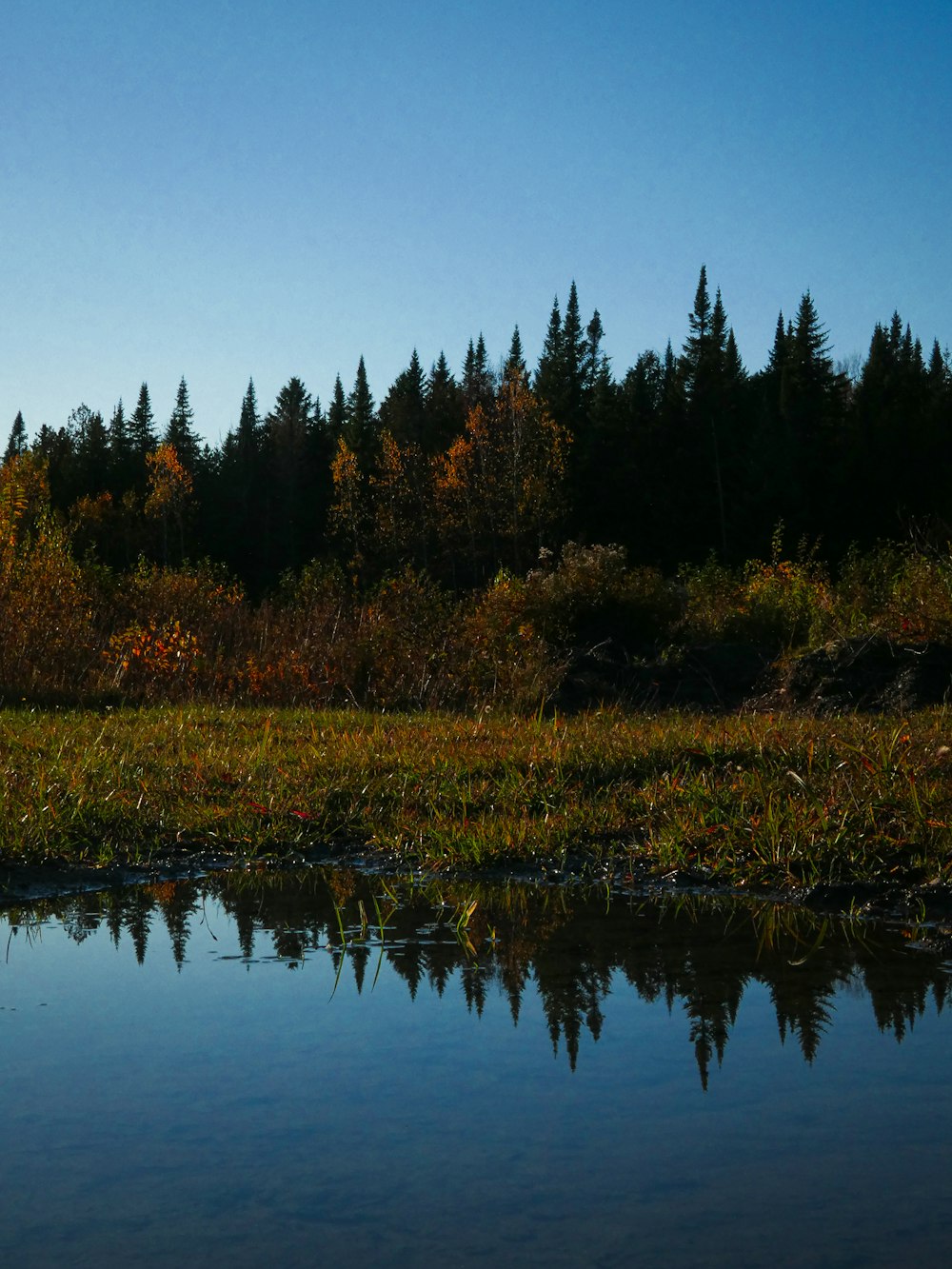 a lake surrounded by trees and grass