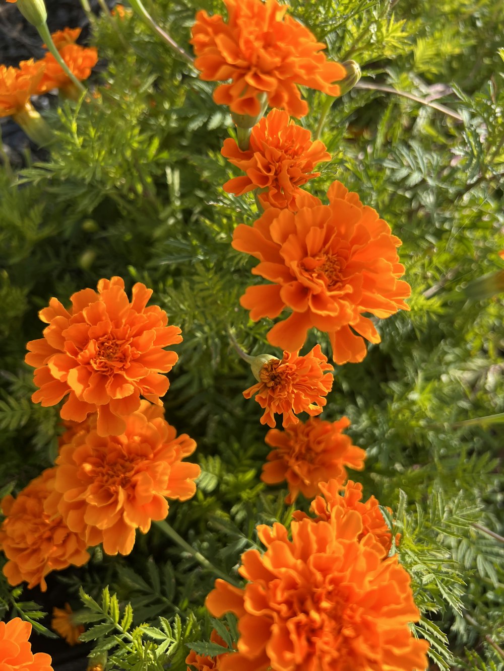 orange flowers on a plant