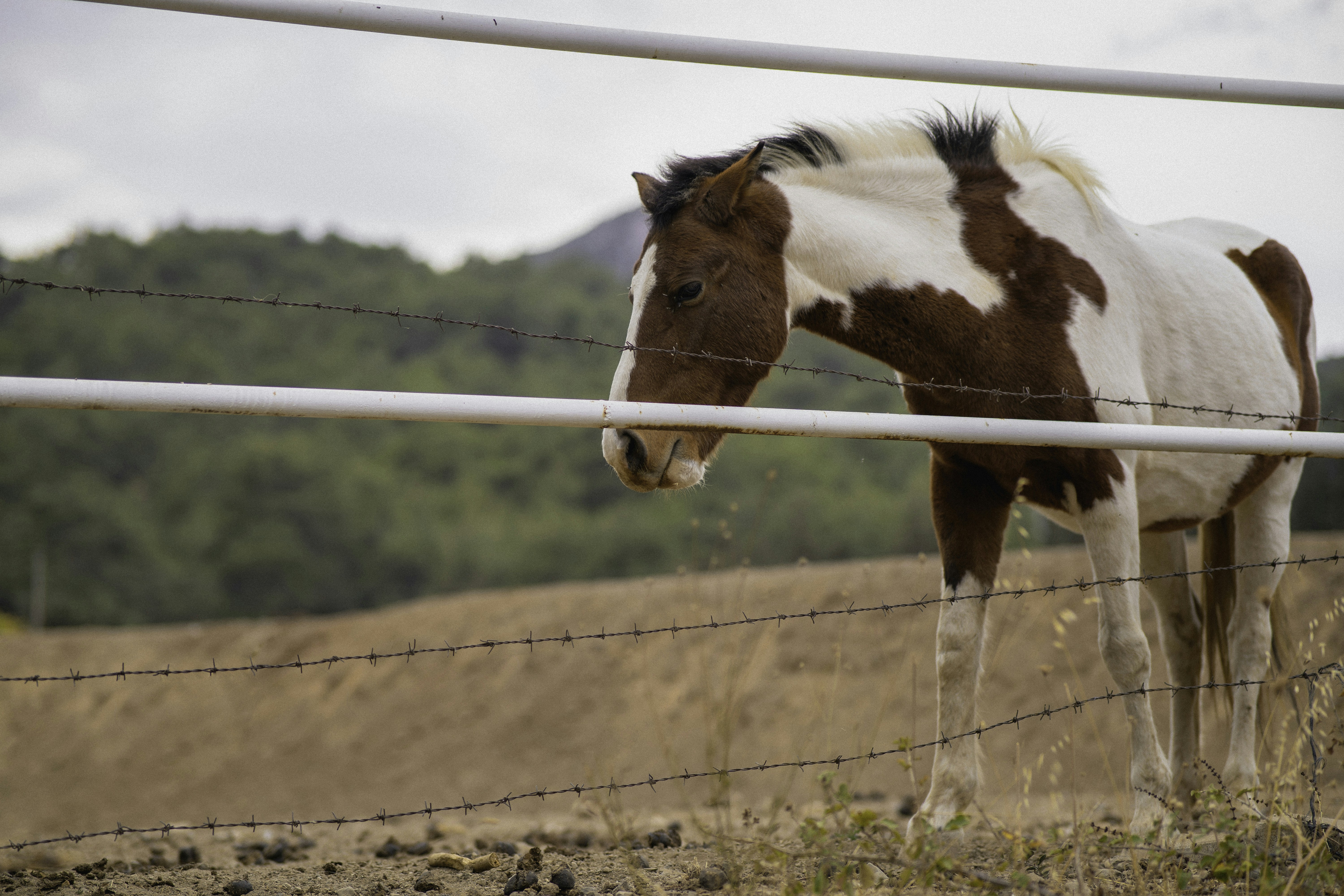 a horse behind a fence