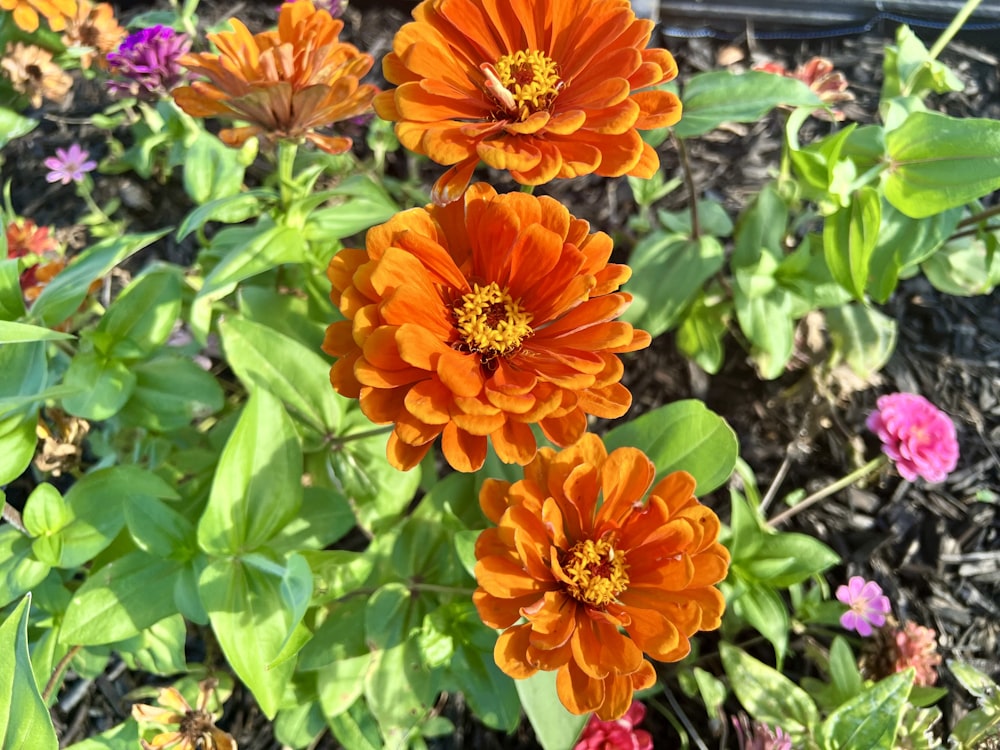 a group of orange flowers