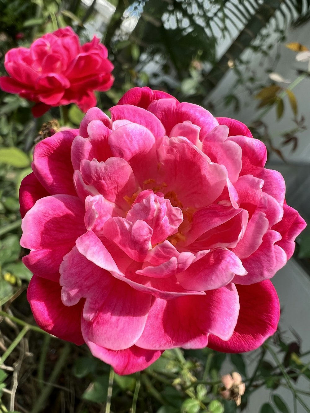 a group of pink flowers