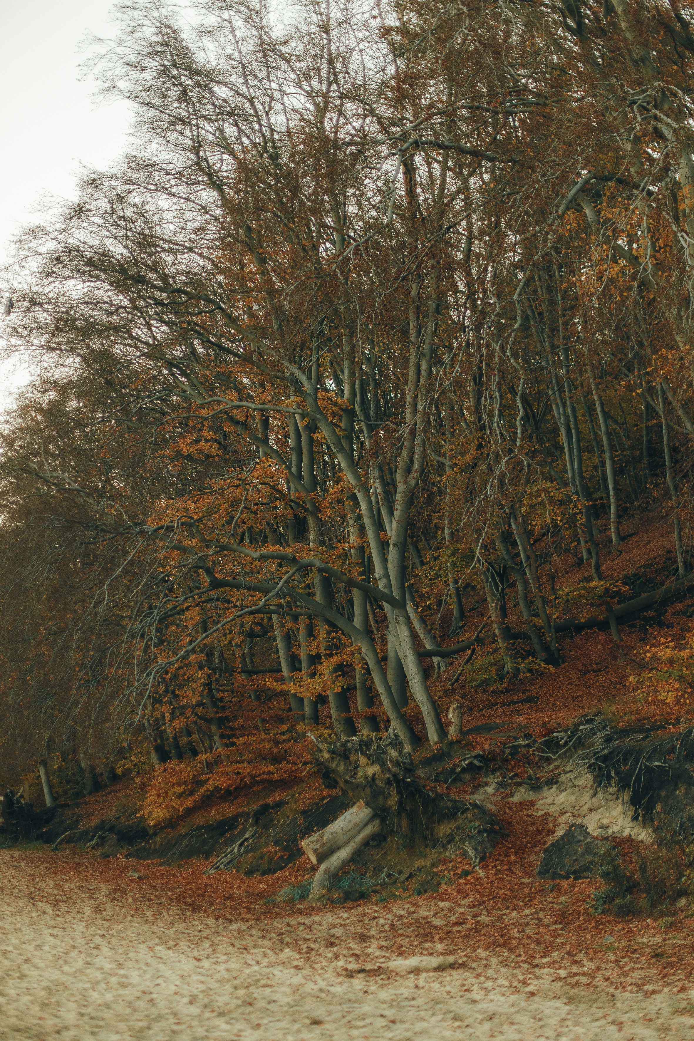 a tree with many branches