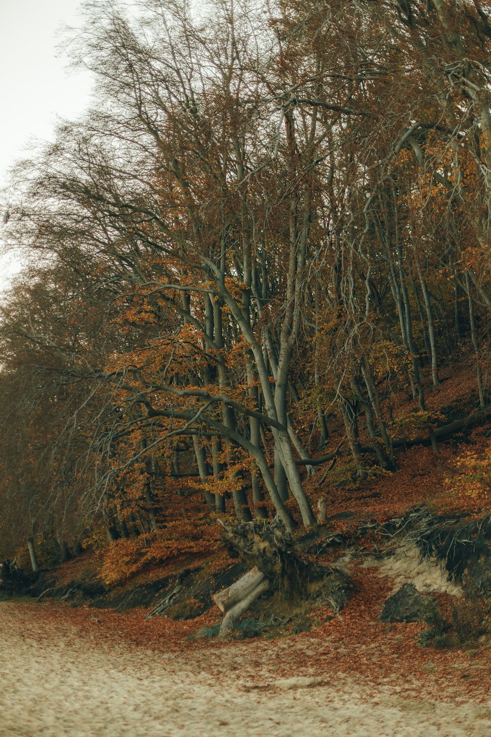 a tree with many branches