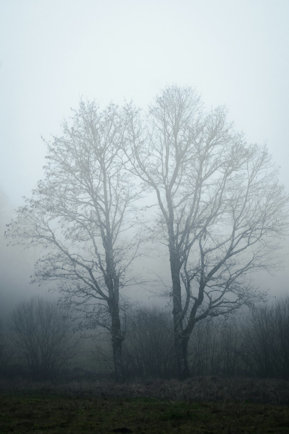 a group of trees in a foggy field