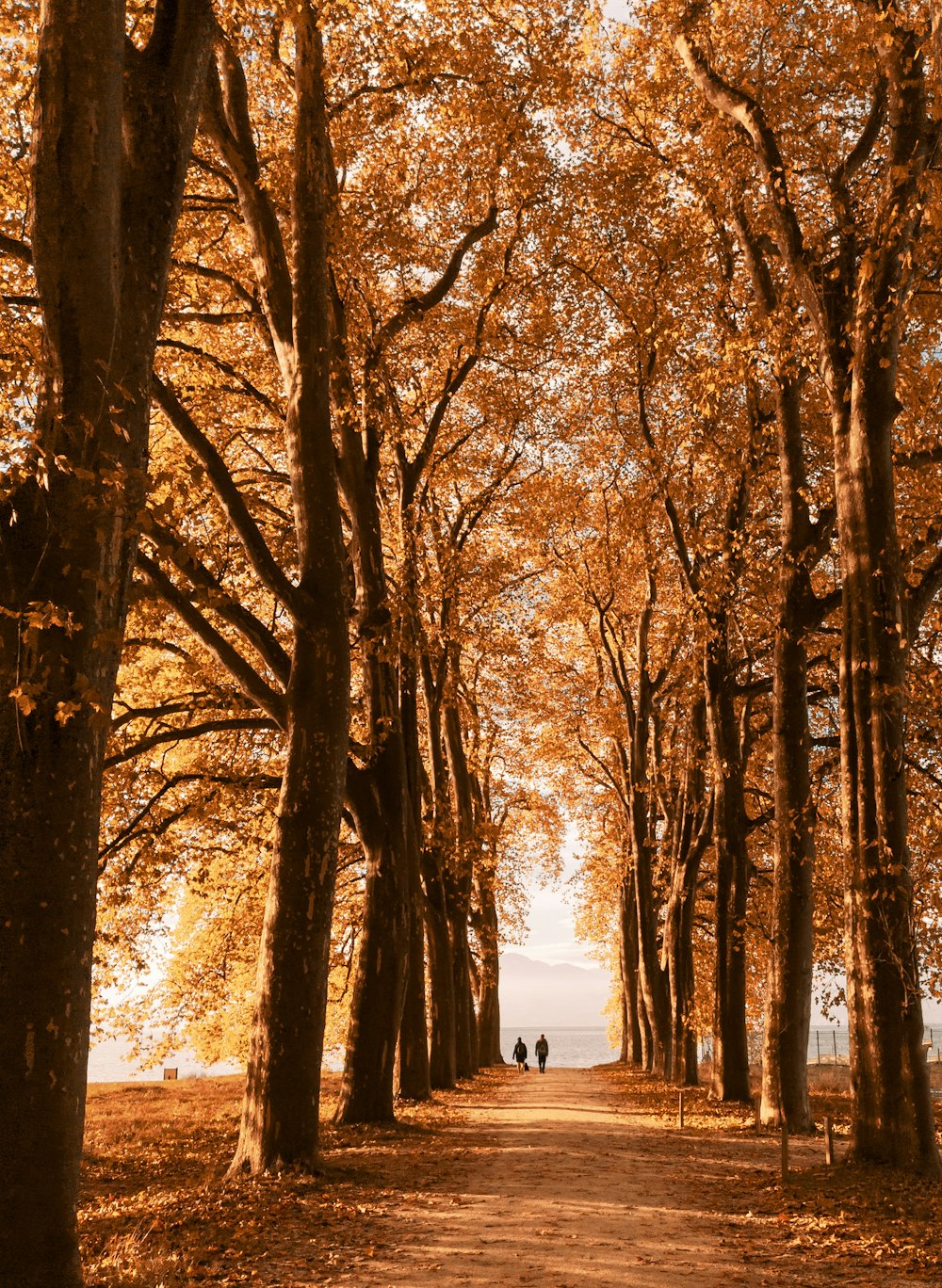 a path with trees on either side