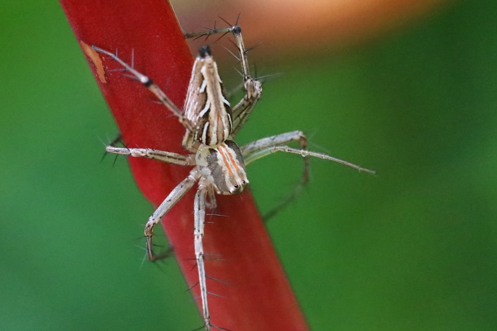 a close-up of a bug