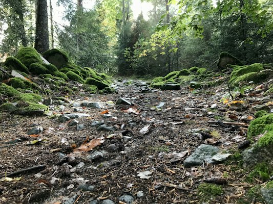 A forest with trees and rocks — Black Forest, Germany