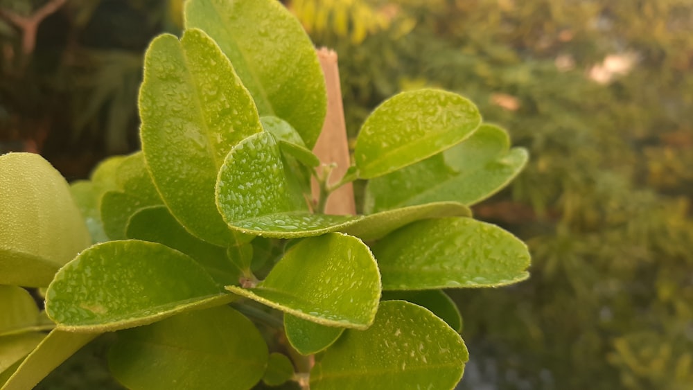 a close up of a plant