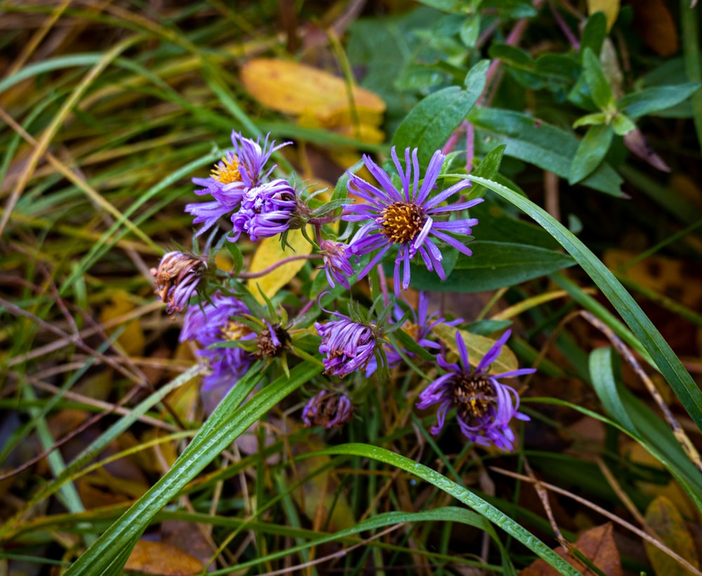 a butterfly on a purple flower