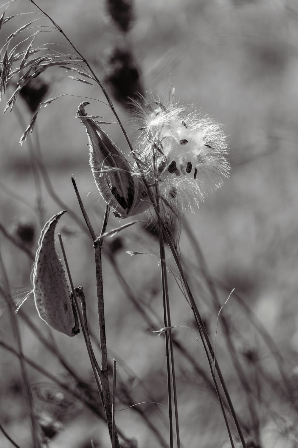 a close up of a dandelion